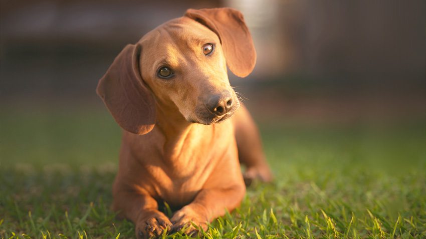 Dachshund